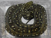 Morelia spilota spilota