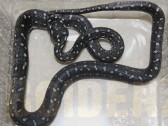 Morelia spilota spilota