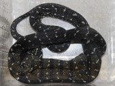 Morelia spilota spilota