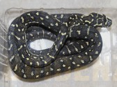Morelia spilota spilota