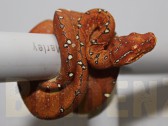 Morelia viridis