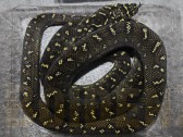 Morelia spilota spilota