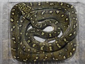 Morelia spilota spilota