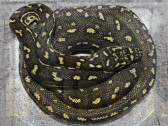 Morelia spilota spilota