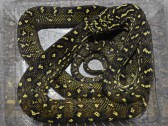 Morelia spilota spilota