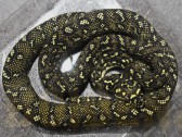 Morelia spilota spilota