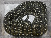 Morelia spilota spilota