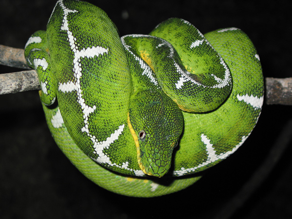 BOIDENZUCHT.COM - Boas und Pythons